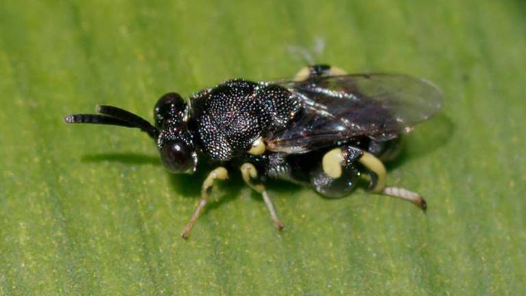 Fotografía de Brachymeria pandora, avispa descubierta recientamente en la Amazonía ecuatoriana.