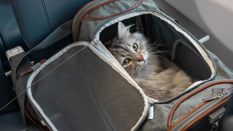 Polémica en Europa: una sentencia considera a los perros como 'equipaje' en los vuelos