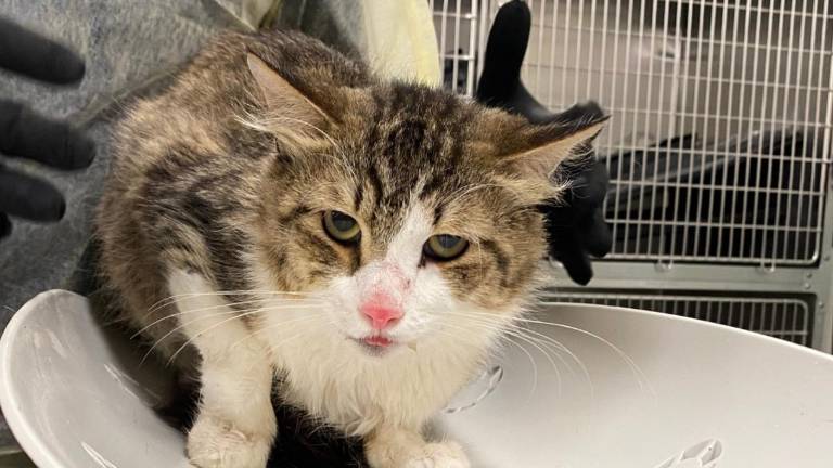 Crueldad animal en Nueva York: hallan 40 gatos muertos en un congelador y rescatan a otros en estado crítico