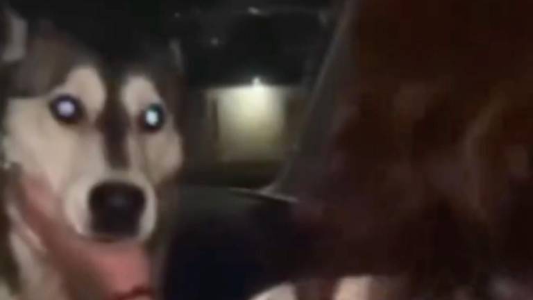 Indignación en México por caso de maltrato animal: forzaron a una perrita a beber alcohol