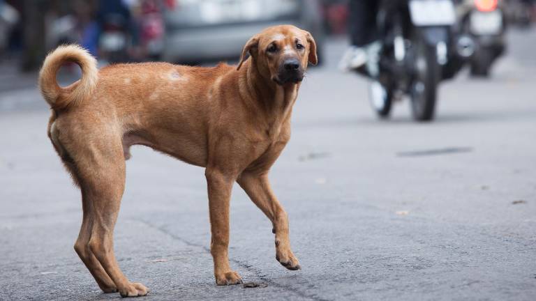 La mayoría de animales perdidos en Ecuador no vuelve a casa: una crisis silenciosa de la fauna urbana