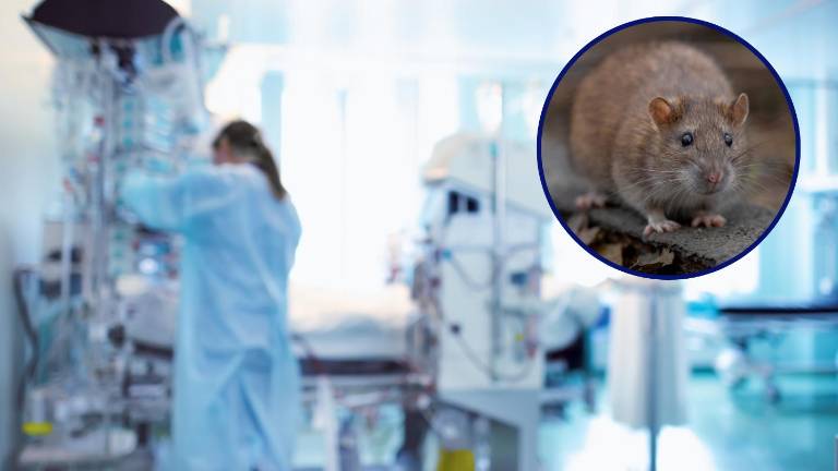 Nuevo caso de hantavirus en Argentina: autoridades sanitarias investigan el origen del contagio