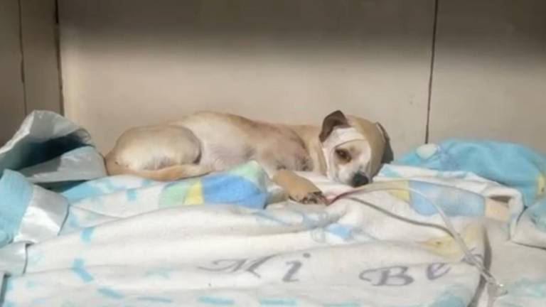 Quito: rescatan a un perrito que perdió su ojo tras ser atacado con un palo