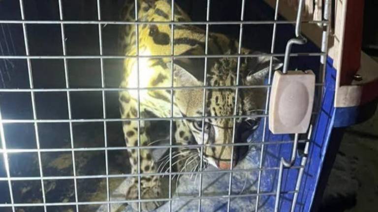 Desde tortugas hasta un ocelote: así fue el rescate de 13 animales silvestres en Manabí