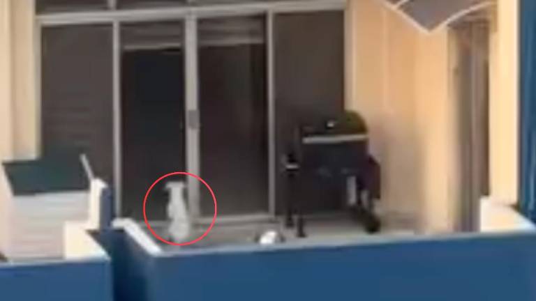 Guayaquil: alerta por perro en balcón expuesto al sol y la lluvia