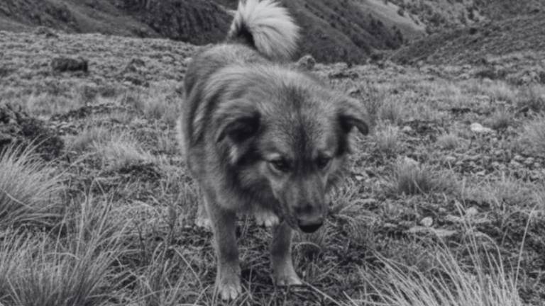 Muerte de Jachi: lo que se sabe sobre la partida del can que conmovió a Ecuador