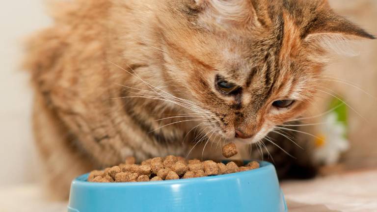 Estudio detecta metales pesados y tóxicos en la mayoría de comidas para gatos