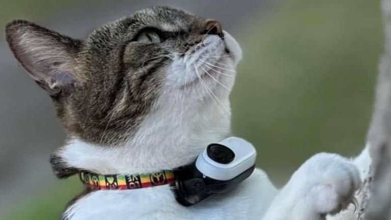 Mr. Kitters: El gato que convirtió sus paseos diarios en aventuras virales de internet