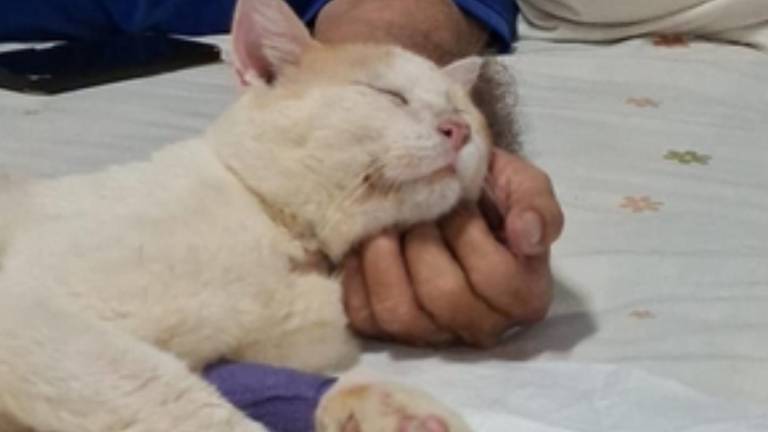 Panchito un gato de Guayaquil que le dieron pocas probabilidades de vida, pero decidió no rendirse