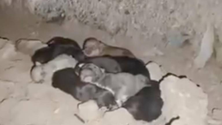 Esperanza tras el terremoto: Salvan a una perra y sus 10 cachorros nacidos en los escombros, en Colombia
