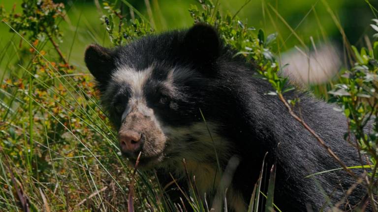 El oso de anteojos está catalogado en peligro de extinción ​​​​​​.