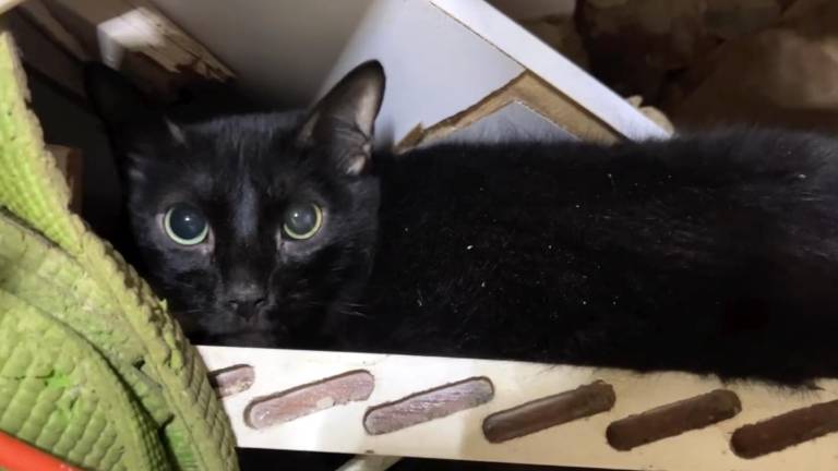 Nino, el gato que sobrevivió más de un mes bajo los escombros tras los terremotos en Venezuela