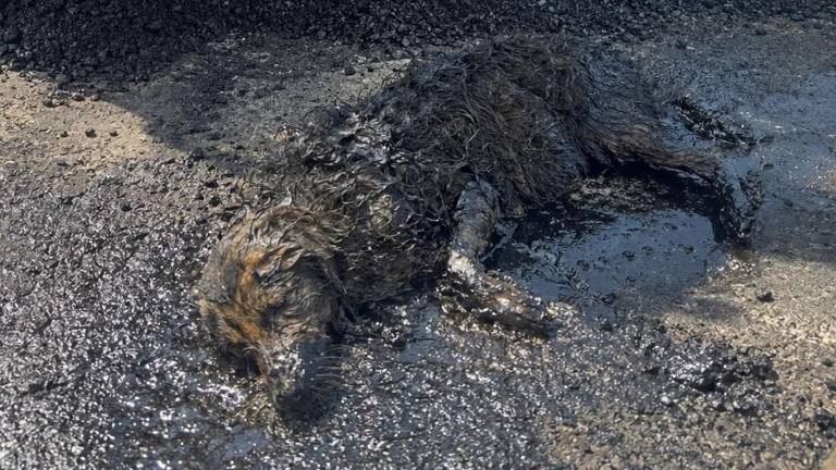 Caso 'Brea': EPMMOP rechaza responsabilidad en el accidente de perrita que quedó atrapada en brea