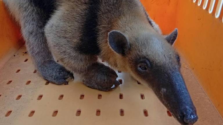Rescatan a un oso hormiguero en Daule, Guayas tras denuncia ciudadana en redes sociales