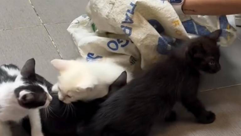 Indignación en Guayaquil: encuentran gatos abandonados en el baño del Terminal Terrestre