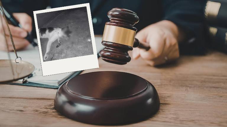¿Por qué un juez dejó libre al sospechoso de envenenar gatos en el sur de Guayaquil?