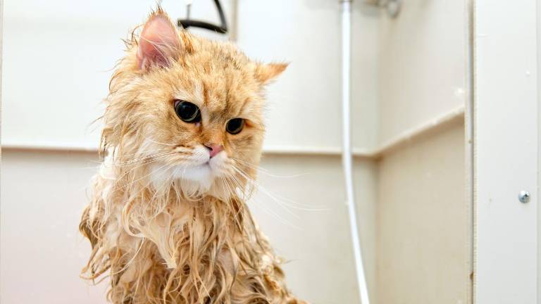 ¿Cada cuánto tiempo se debe bañar a un gato? Mitos y realidades sobre la higiene felina