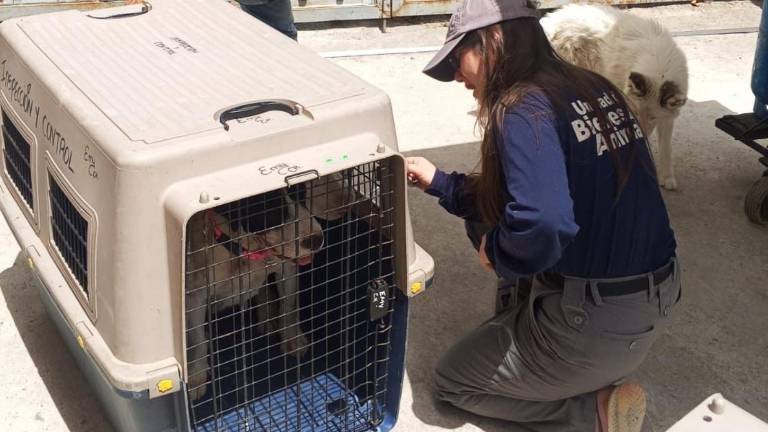 Retiran a dos perros tras reportarse un ataque entre caninos en San Antonio de Pichincha