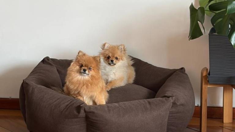 Tras casi una semana del robo de dos perritas en Quito, sus tutores siguen sin recibir información sobre ellas