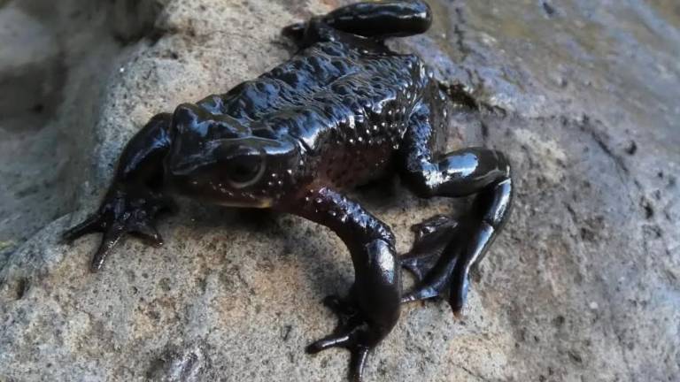 Jueza suspende construcción de carretera en Cotopaxi para salvar al sapo jambato de la extinción