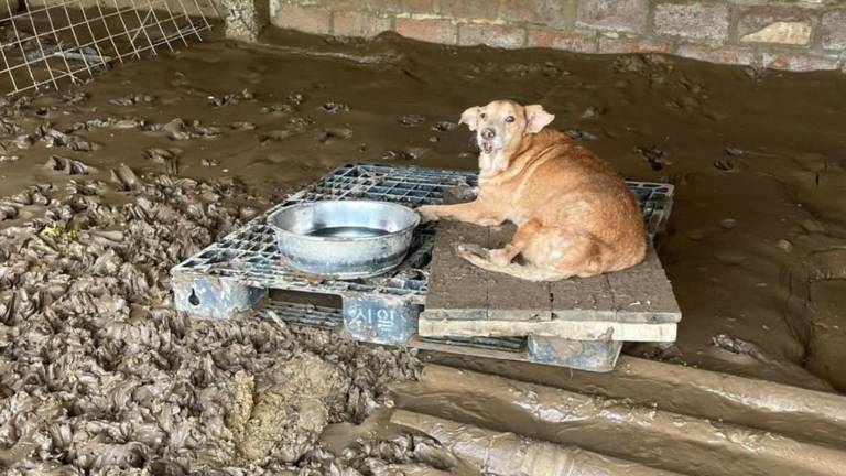 Tragedia en refugio de animales: crecida del río destruye albergue de Callejeritos SOS y deja dos perritos fallecidos