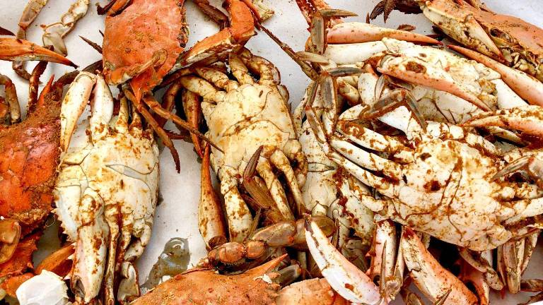 Veda de cangrejo en Ecuador 2025: la espera casi termina, fechas clave y por qué es necesario este descanso