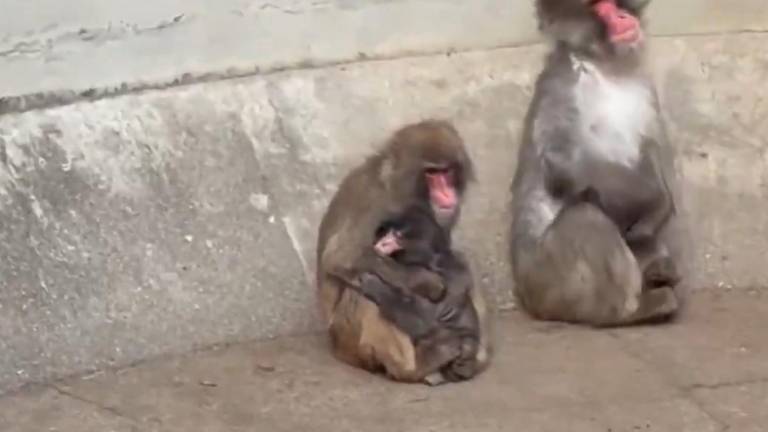 Punch recibió su primer abrazo y está comenzando a integrarse a la manada de macacos