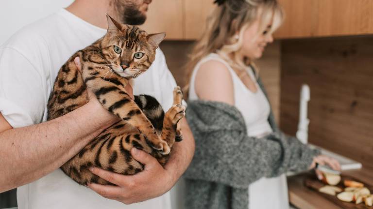 ¿Cómo cargar a tu gato sin lastimarlo? Lo que debes evitar según expertos