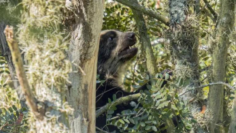 Especialistas buscan a la madre de dos oseznos rescatados en Papallacta