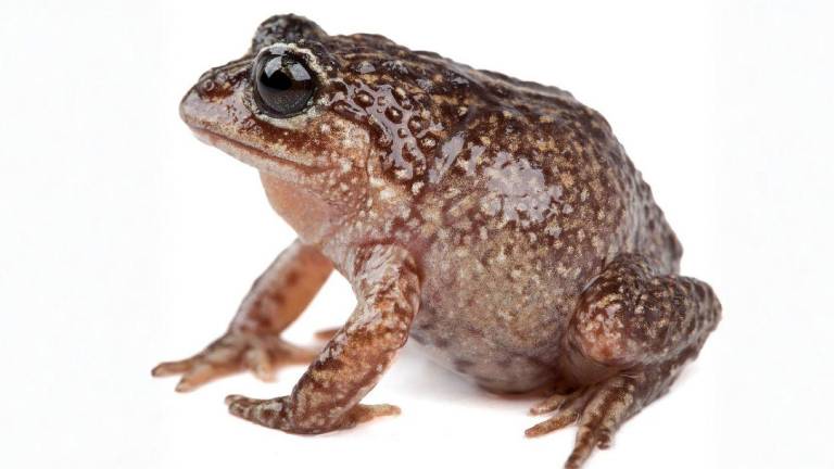 Descubren la Lynchius romolerouxae, una nueva especie de rana en la Cordillera del Cóndor en Ecuador