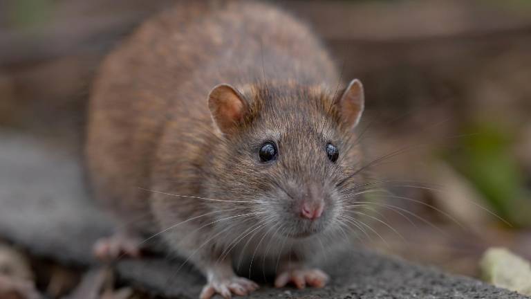 Hantavirus: ¿Cómo se contagia y qué precauciones tomar ante una enfermedad que no tiene cura?