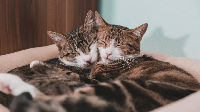 Jornada de adopción felina en Guayaquil: buscan hogar para gatos rescatados