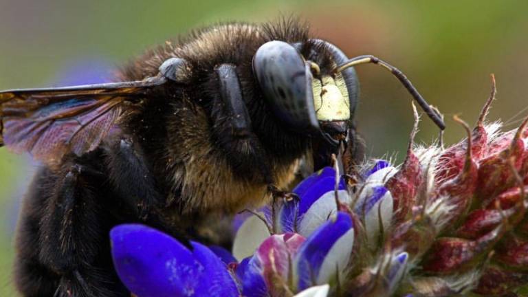 Ecuador registra por primera vez tres especies de abejas carpinteras y detecta posibles especies aún desconocidas