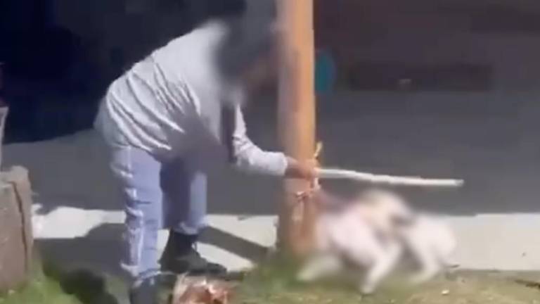 Quito: una mujer enfrenta multa de USD 4.820 por golpear a un cachorro