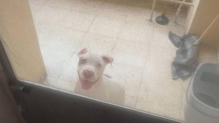 ¿Qué pasó con el perro del centro de Guayaquil? Proanimal interviene tras alerta ciudadana