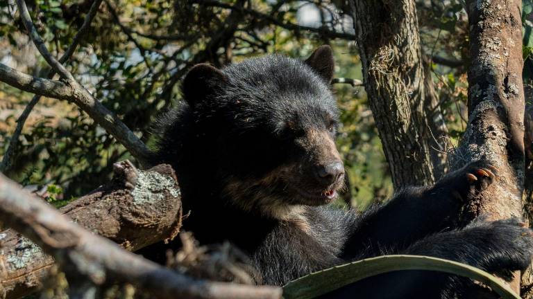 'Wiwa Quito': El histórico Zoológico de Guayllabamba se convierte en el primer parque refugio para animales silvestres en Ecuador