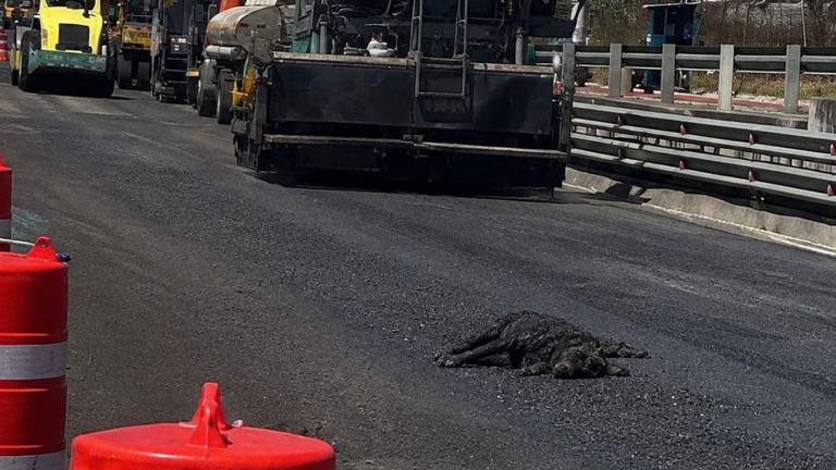 Esto es lo que se sabe de 'Brea', la perrita que quedó atrapada en la brea en la Ruta Viva, Quito