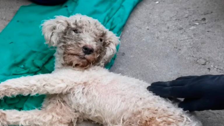 Bailey, el perro que sobrevivió 29 días bajo los escombros junto al cuerpo de su tutora en Venezuela
