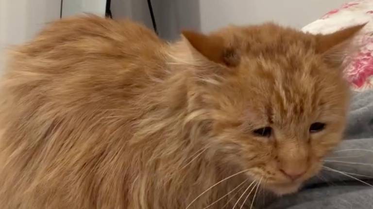 La historia de George: el gato que perdió su familia en un operativo de ICE