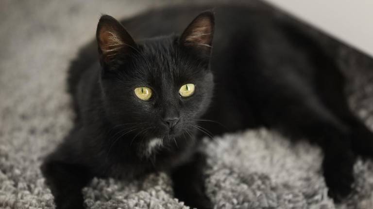 Diez datos curiosos sobre los gatos negros explicados por expertos