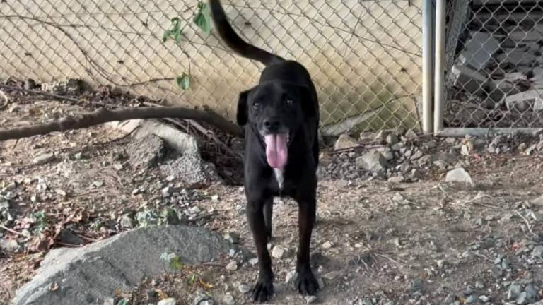Lluvias en Guayaquil ponen en riesgo a más de 280 animales en el refugio de la Fundación Almanimal