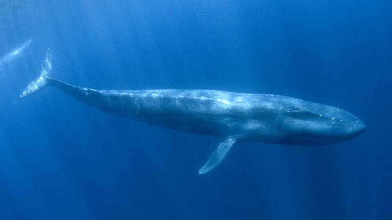 El silencio anticipado de las ballenas azules podría ser una alarma ambiental, advierte estudio