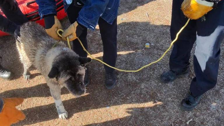 Estados Unidos: rescatan a un perro atrapado en un río congelado tras una intensa ola de frío