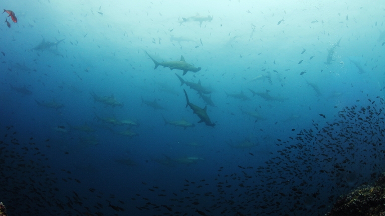 La Reserva de Biósfera Galápagos se expande: ahora protege más de 20 millones de hectáreas