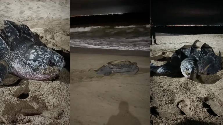 Tortuga laúd logró anidar en Crucita tras operativo de conservación