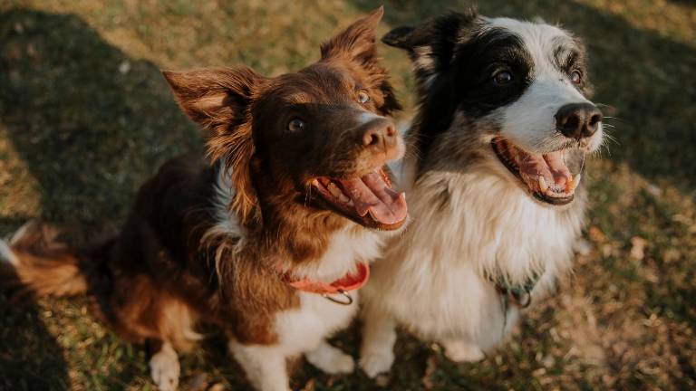 ¿Cómo entienden las palabras los perros? Un estudio revela que se guían por las consonantes