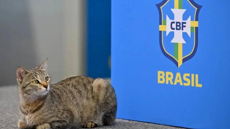 ¿La maldición del gato? Teoría viral que acecha a Brasil tras su eliminación en el Mundial 2026