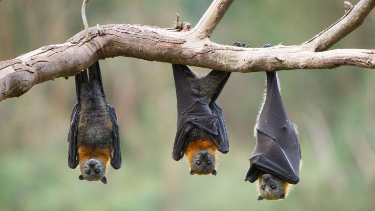 ¿Qué es el virus Nipah y cuáles son sus síntomas? Alarma en Asia por letal enfermedad