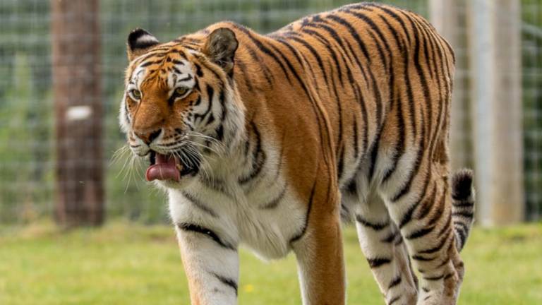 Zoológico de Inglaterra confirma que no sacrificará al tigre que atacó a un visitante