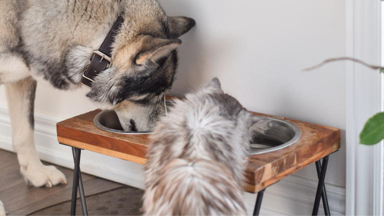 Nutrición en mascotas: claves para prevenir enfermedades y potenciar su desarrollo